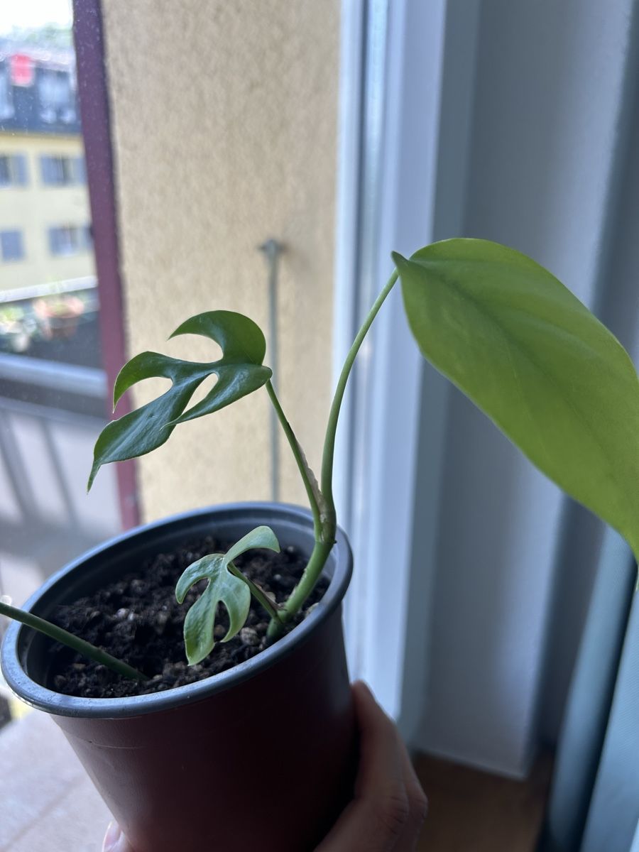 Piante & sementi: Monstera minima, Zimmerpflanze – Usato da Biel/Bienne venduto da van_6qsl 1