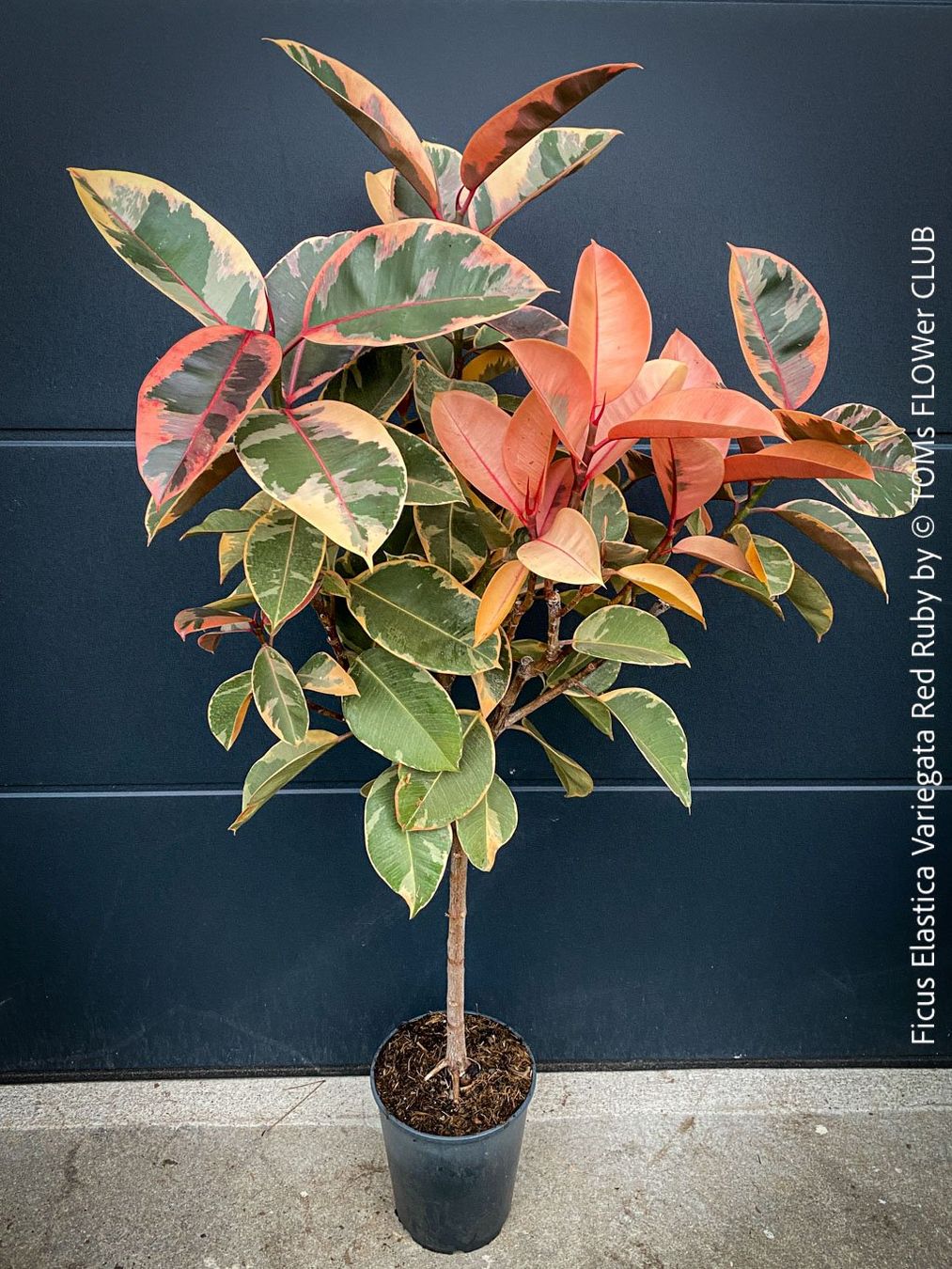 Piante & sementi: Ficus Elastica Variegata Red Ruby - rund 140cm Bäumchen – Nuovo e nell'imballaggio originale da Adliswil venduto da astom369