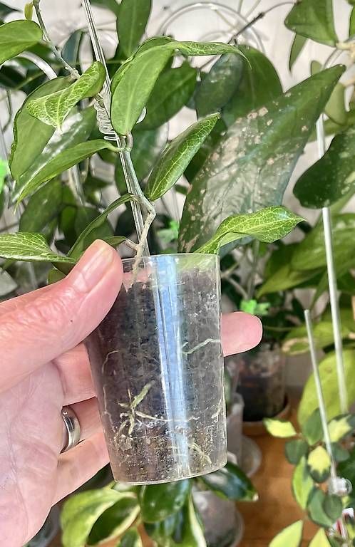 Pflanzen & Samen: Hoya fitchi orange – Gebraucht aus Schönholzerswilen von Leavylounge 1