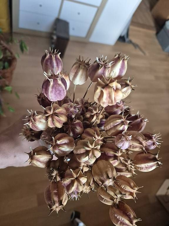 Tutte le decorazioni: Trockenblumen  – Usato da Illnau venduto da Meteno1990