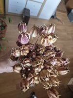 Trockenblumen 