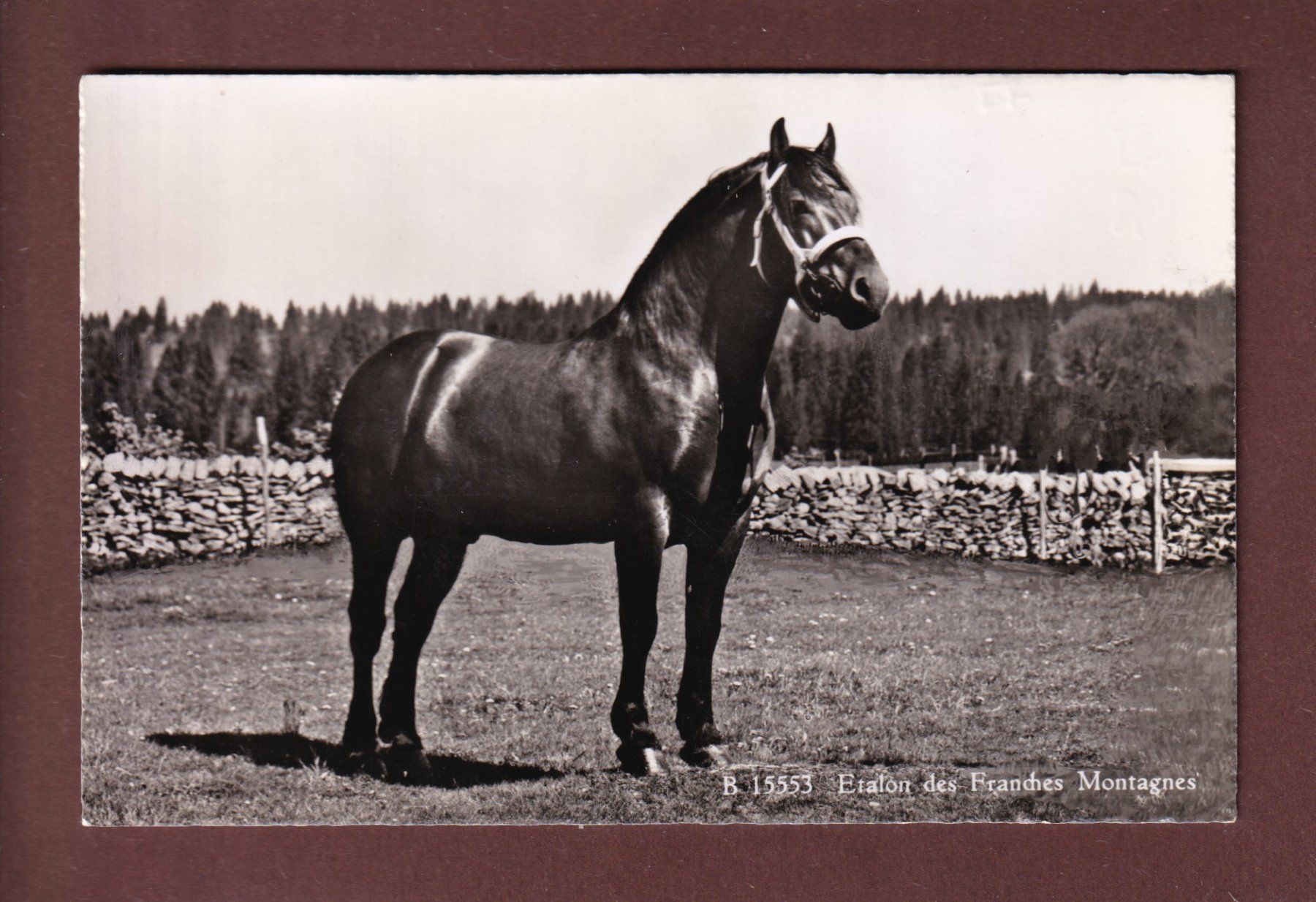 Cartoline postali: FRANCHES MONTAGNES - Etalon – Usato da Pully venduto da nicecards-shop