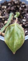 🤩Philodendron Micans Pink Variegata Bewurzelte Babypflanze 
