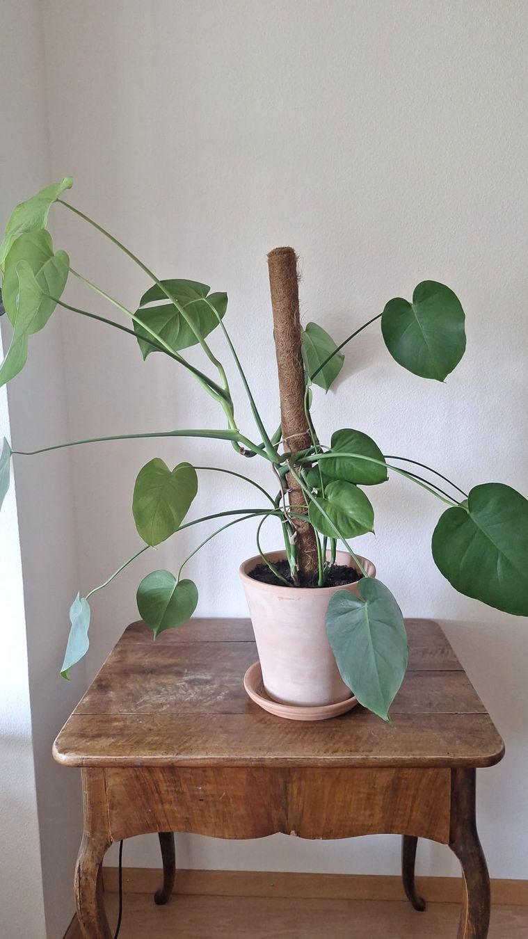 Piante & sementi: Monstera 80 cm hoch – Usato da Thun venduto da Phoenizier22