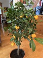 Citrus Mandarinen 🍊 Baum 85 cm ((