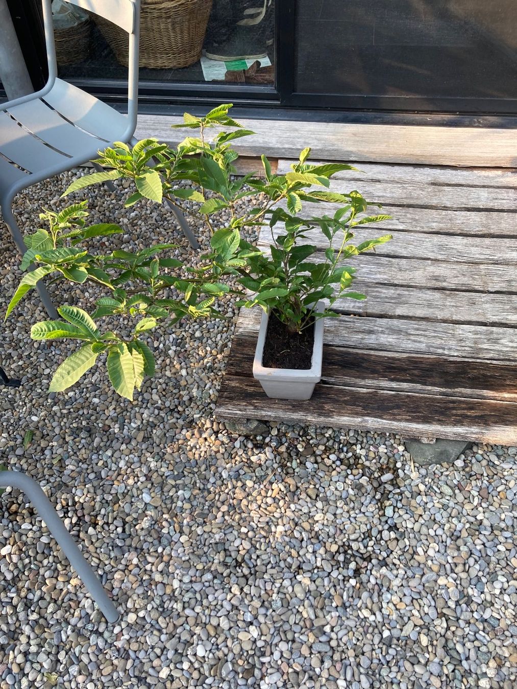 Piante & sementi: Bonsai von der Edelkastanie – Usato da Uttwil venduto da Dolphin7 3