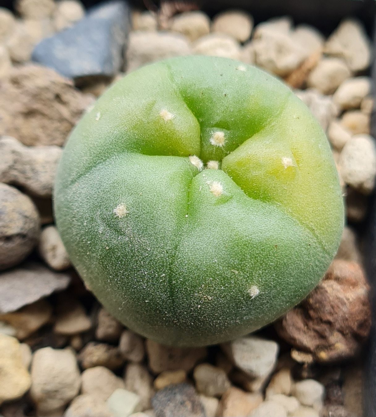 Pflanzen & Samen: Lophophora Diffusa Variegata Wurzelecht – Gebraucht aus Basel von fra_h7bq