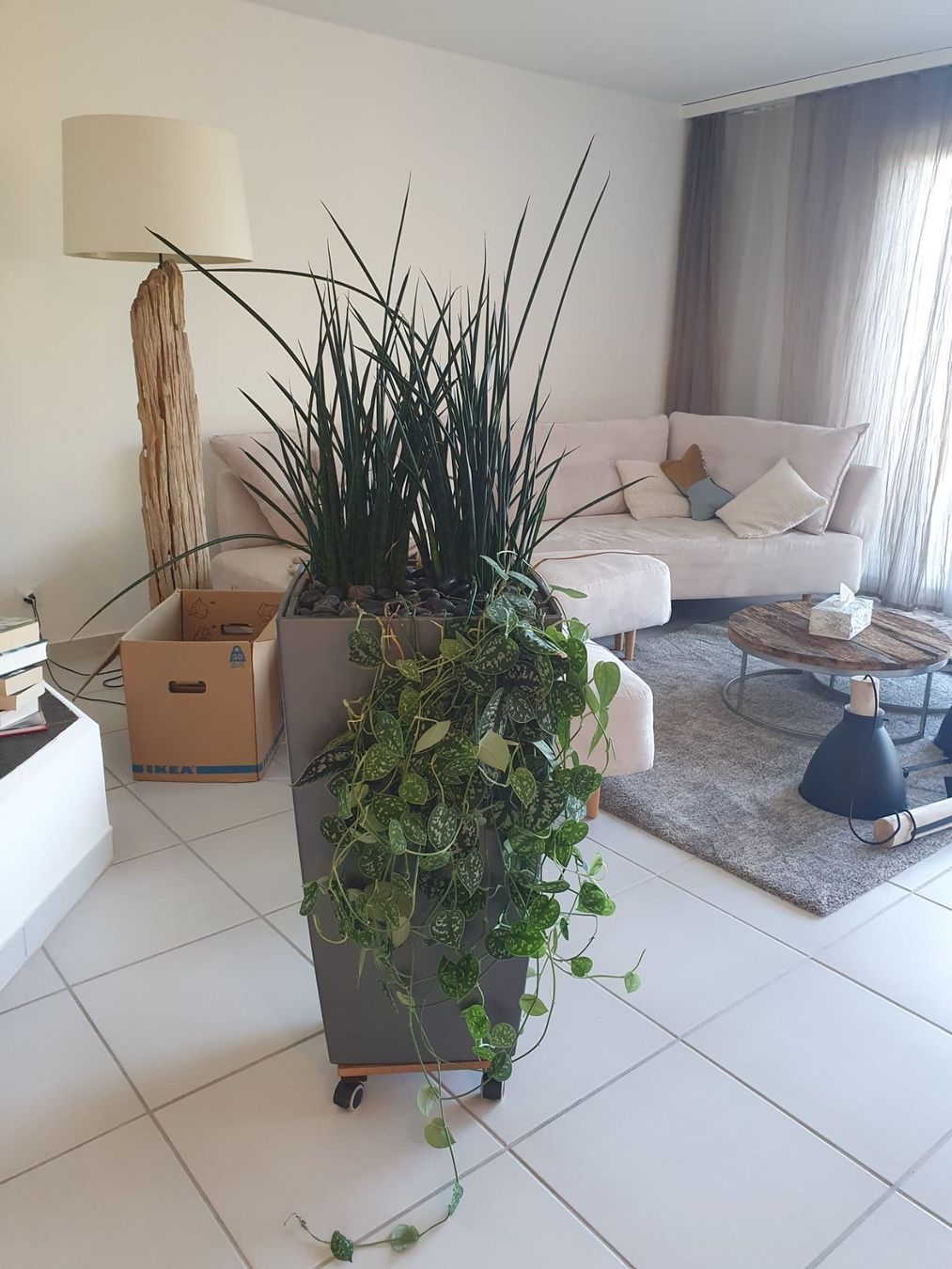 Pflanzen & Samen: Zimmer Hochpflanze – Gebraucht aus Brütten von nueri1 1