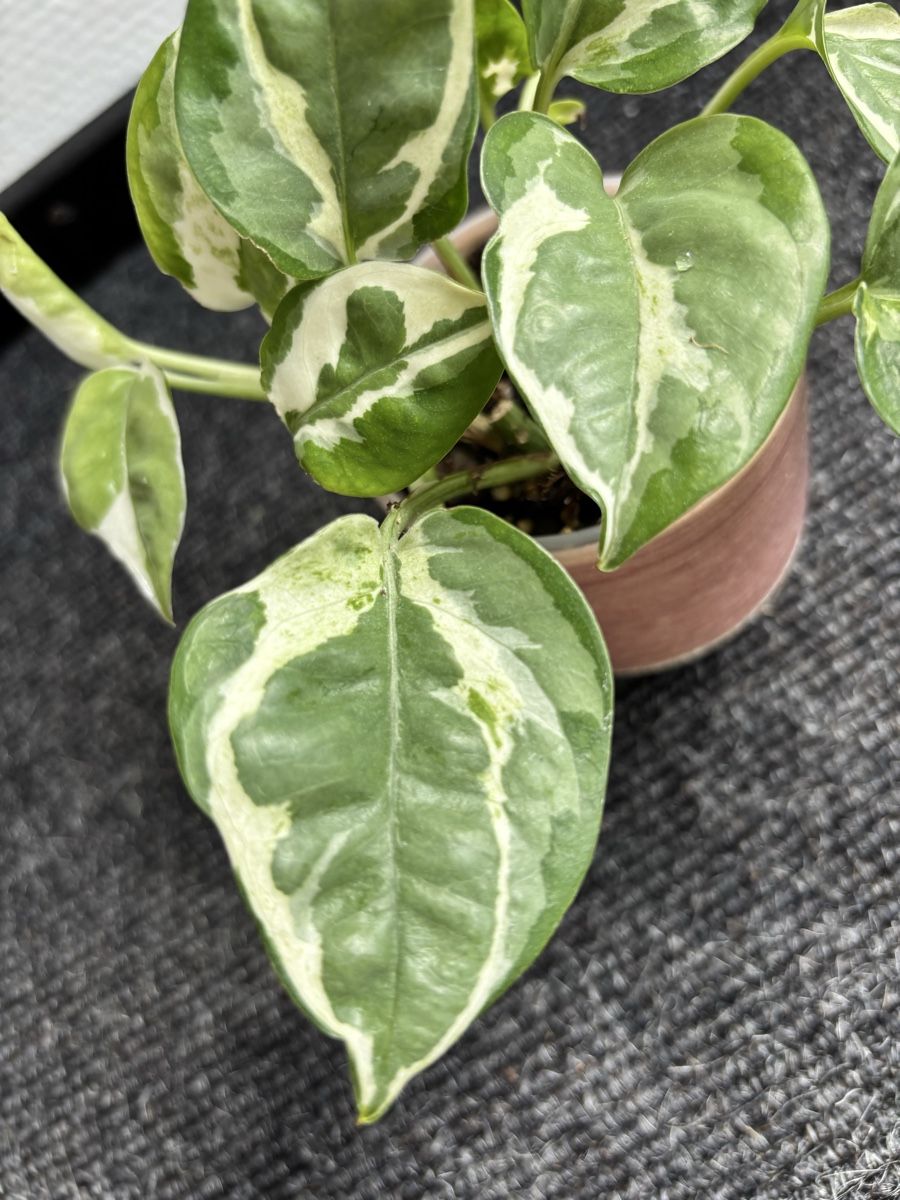 Piante & sementi: Epipremnum aureum 'Pearls and Jade' – Usato da Alpnach Dorf venduto da lisa_plants 2