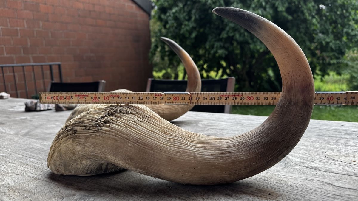 Il mondo degli animali: Imposante Moschusochse Hörner – Usato da Mönchaltorf venduto da Own 3