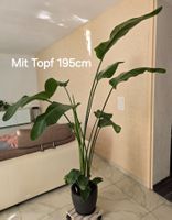 Strelitzie  Zimmerpflanze mit Topf