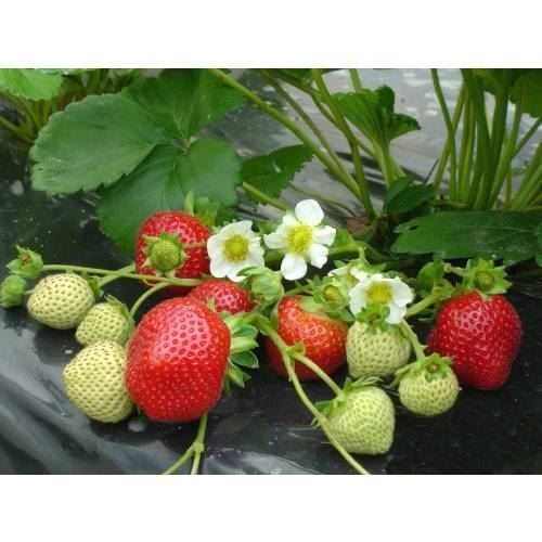 Piante & sementi: Fraisier maestro 20x – Nuovo (secondo la descrizione) da Bremblens venduto da FIBONACCI369