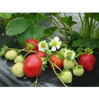Fraisier maestro 20x