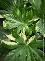 Fatsia Japonica Albo Variegata - seltene Pflanzen-Rarität