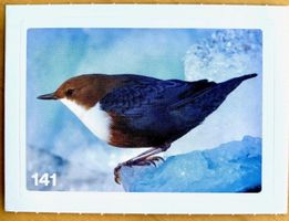 Migros Nature Detectives - Bild Nr. 141