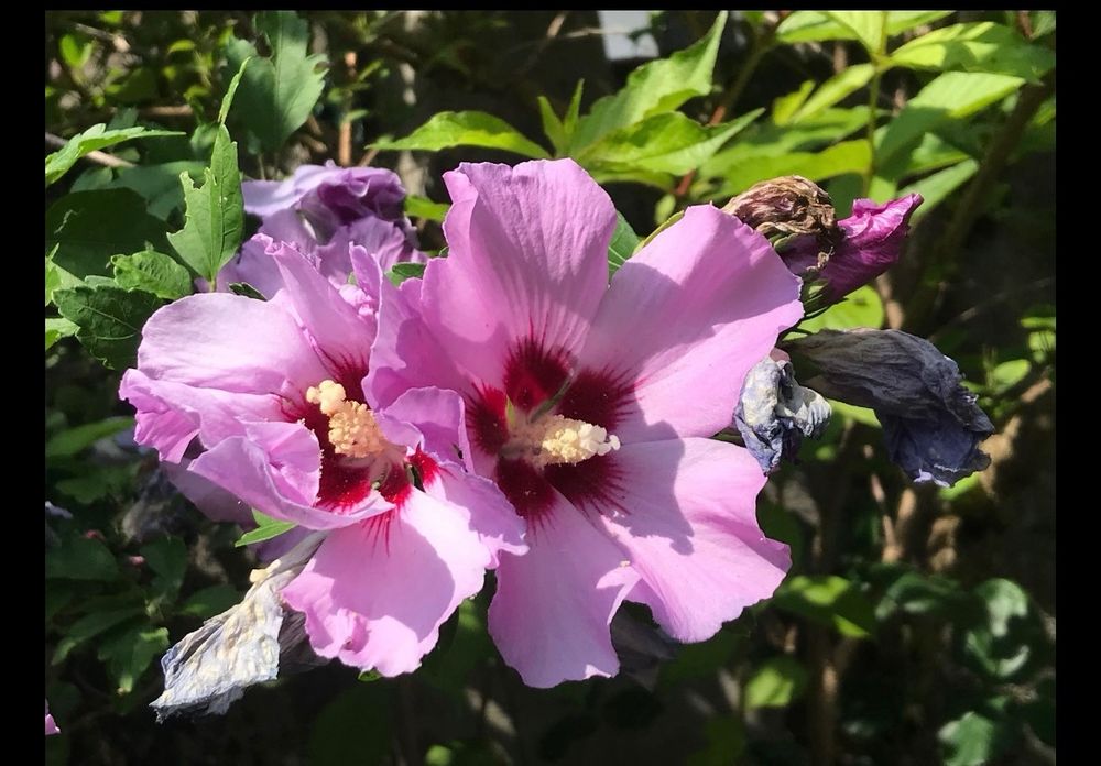 KLEINER HIBISKUS STRAUCH GARTENEIBISCH WEISS ODER LILA Kaufen auf