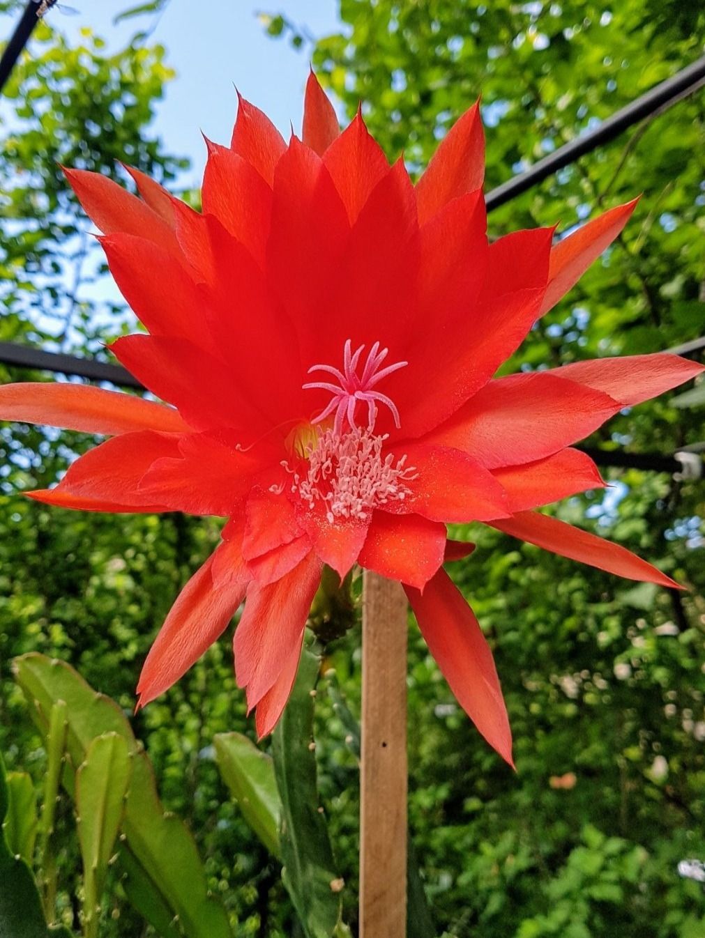 Epiphyllum Epicactus Blattkaktus orangerot grosse Blten (Neu (gemss  Beschreibung)) in Horw fr CHF 5  nur Abholung auf Ricardo kaufen