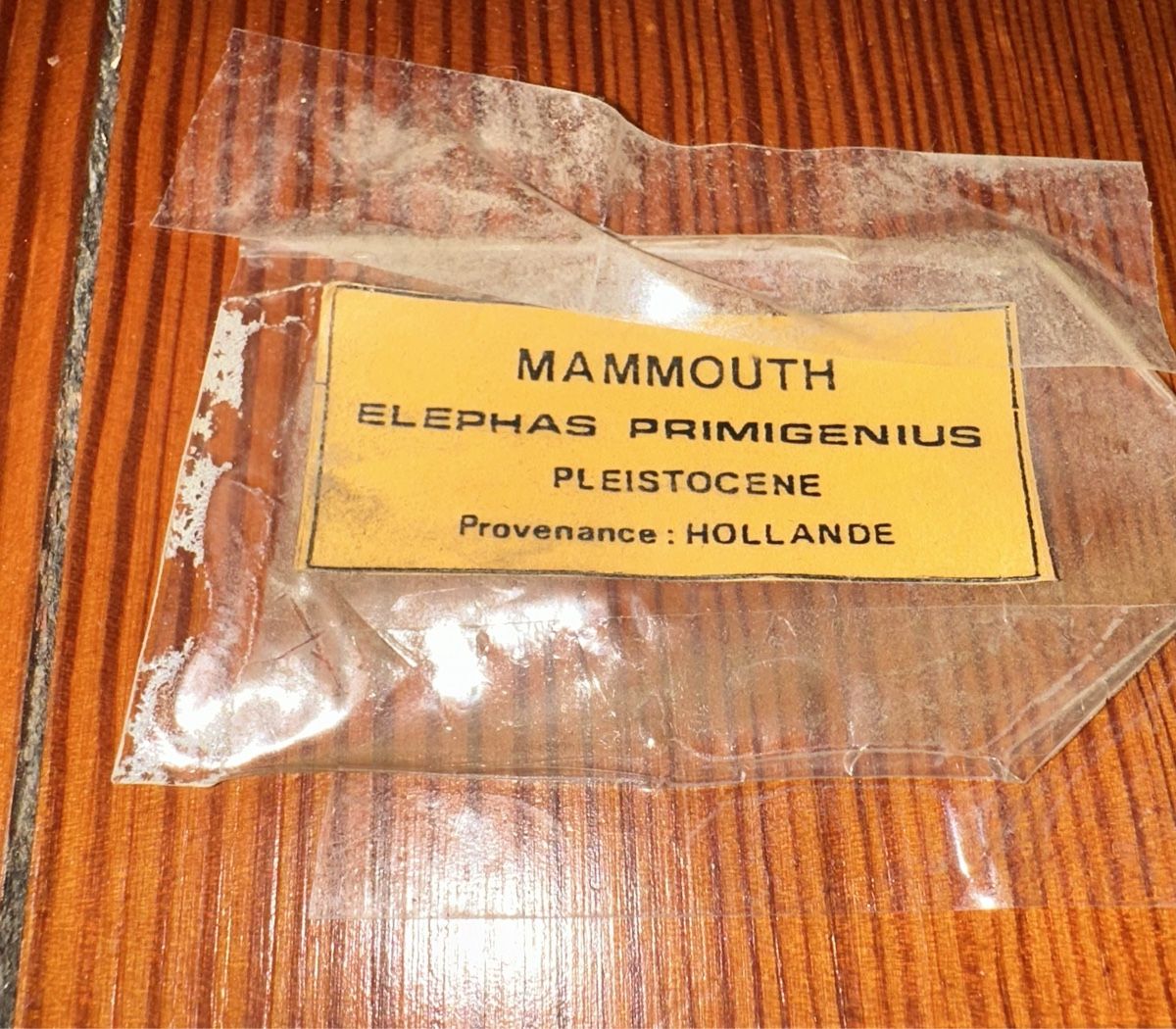 Fossili: Mammut Stooszahn – Usato da Zürich venduto da Peci007 3