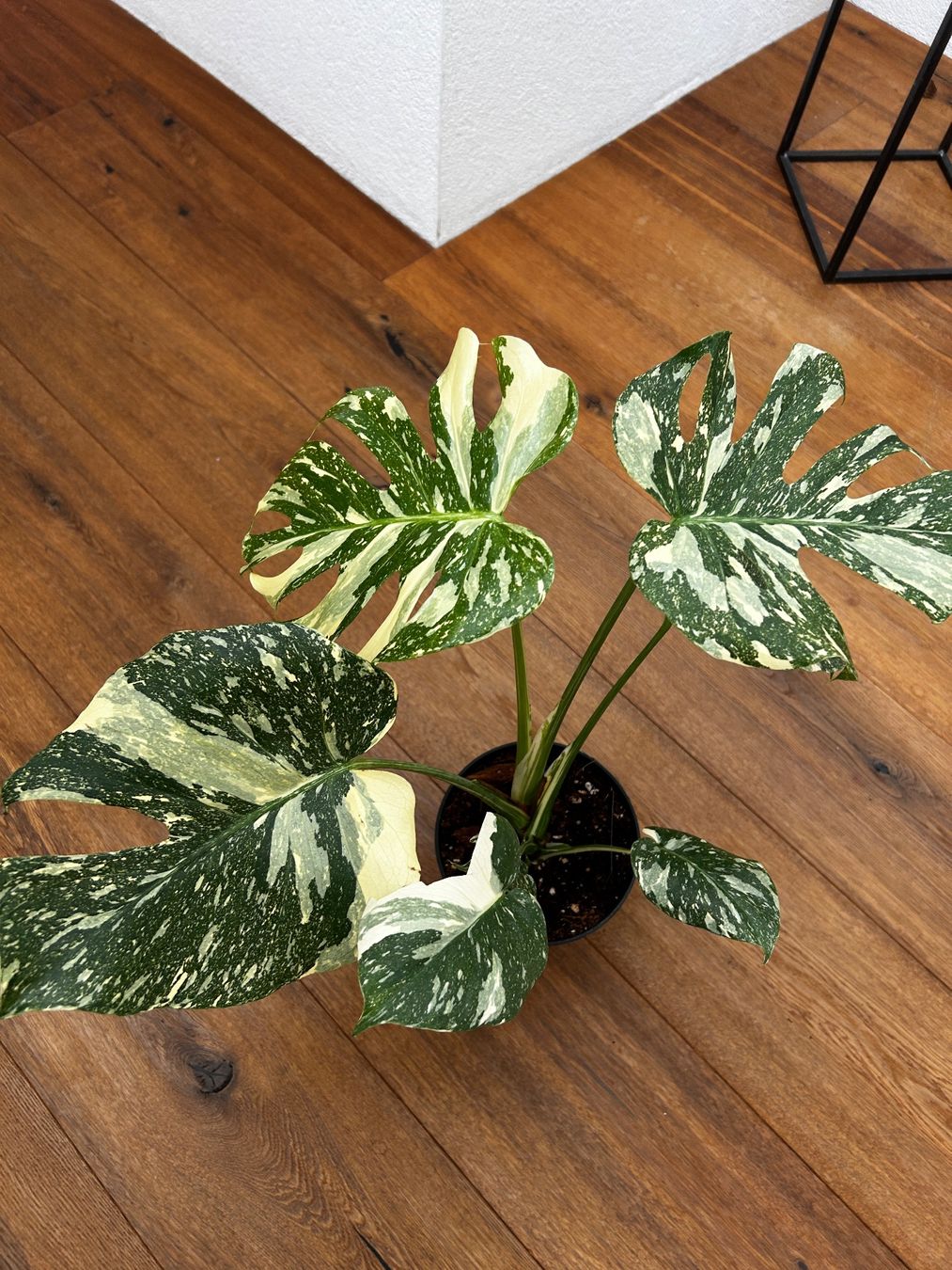 Pflanzen & Samen: Monstera Thai Constellation💚 – Gebraucht aus Wattwil von Mikesplantshop