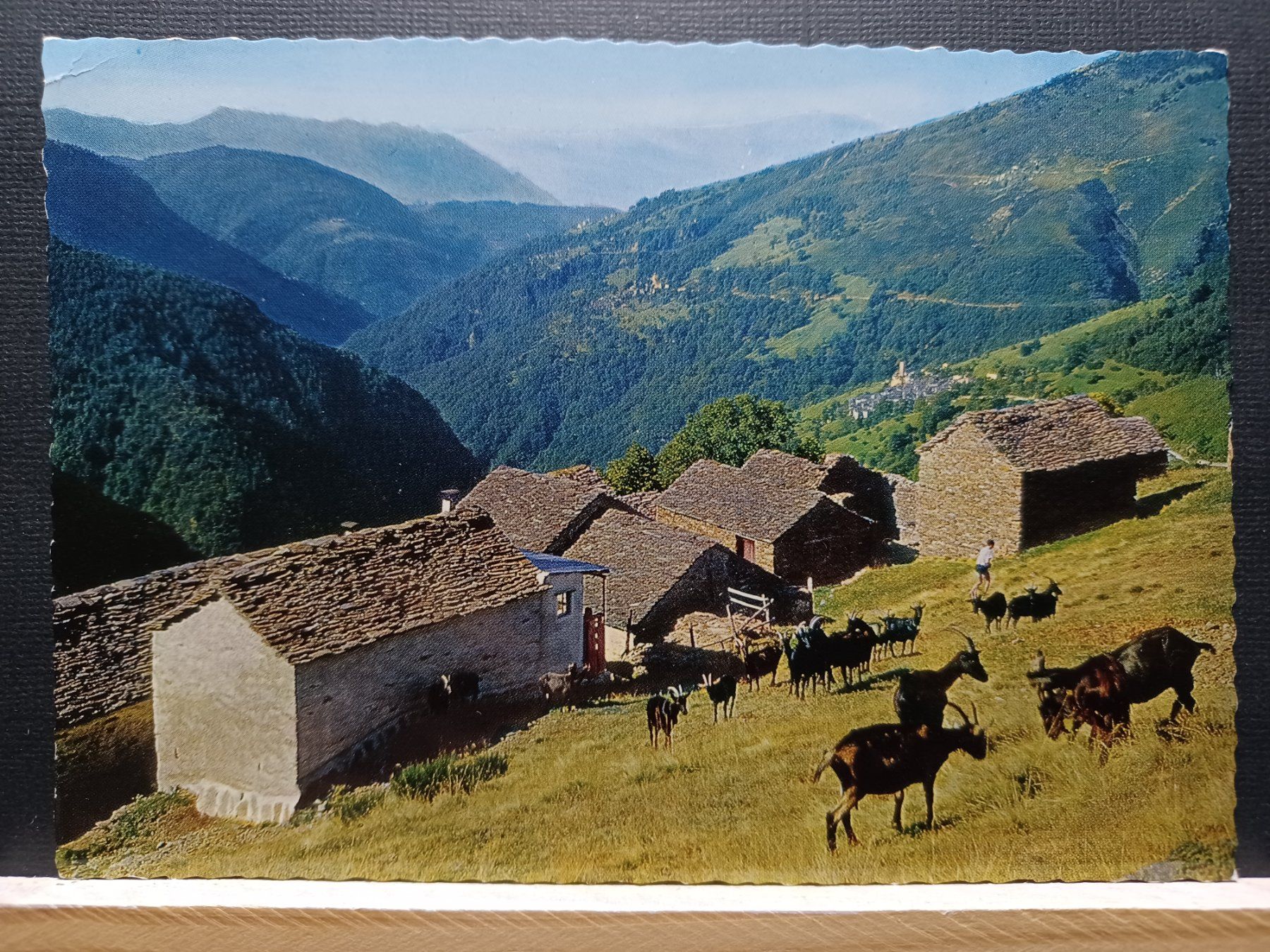 Cartoline postali: TI, Indemini Tessin, Villaggio con capre – Usato da Aarau Rohr venduto da mgvw