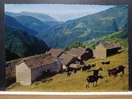 TI, Indemini Tessin, Villaggio con capre
