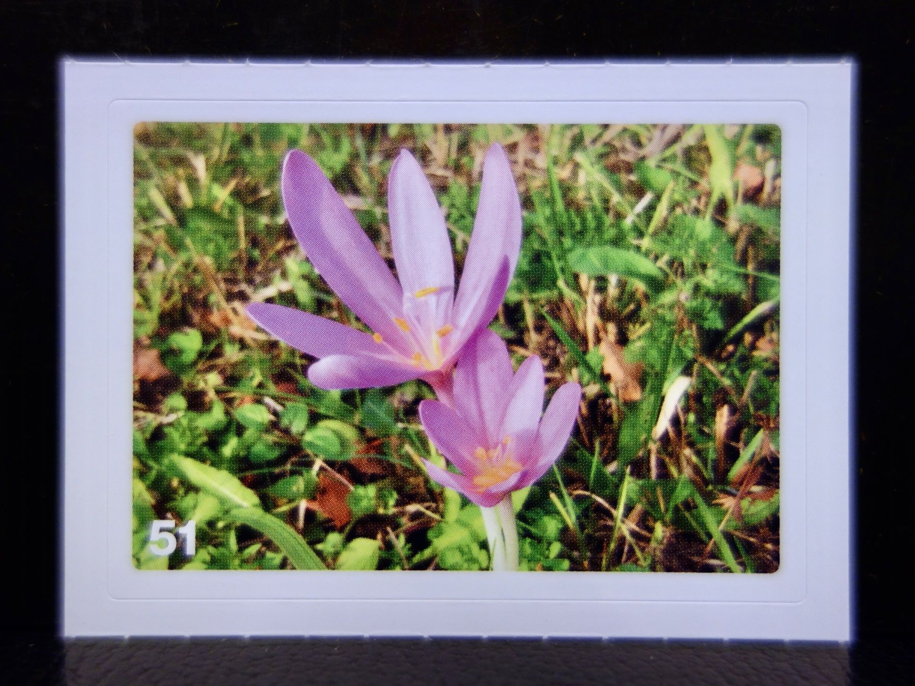 Migros Carte collezionabili: MIGROS MANIA Nature Detectives Nr. 51 – Nuovo e nell'imballaggio originale da Kerzers venduto da djstarsky73