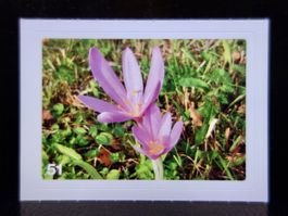 MIGROS MANIA Nature Detectives Nr. 51