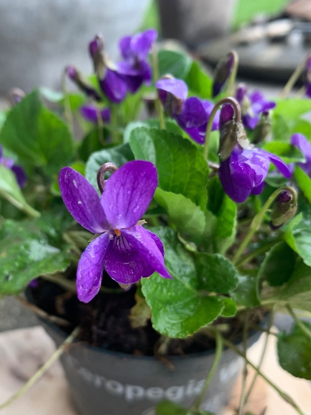 Piante & sementi: Veilchen 9x9 cm winterharte Gartenpflanze Bodendecker – Nuovo (secondo la descrizione) da Auenstein venduto da mar_8mxd