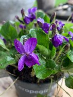 Veilchen 9x9 cm winterharte Gartenpflanze Bodendecker