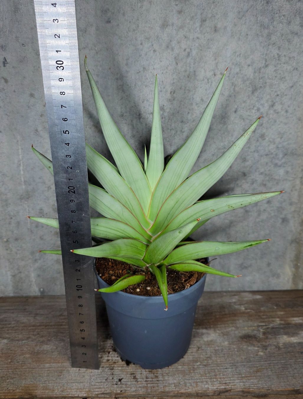 Piante & sementi: Sansevieria 'Chanin Crown' – Nuovo e nell'imballaggio originale da St.Erhard venduto da Plumilandschweiz 3