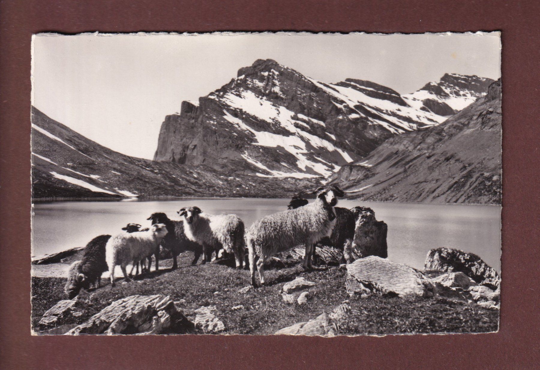 Ansichtskarten: GEMMIPASS - Schaffherde am Daubensee – Gebraucht aus Pully von nicecards-shop