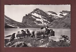 GEMMIPASS - Schaffherde am Daubensee