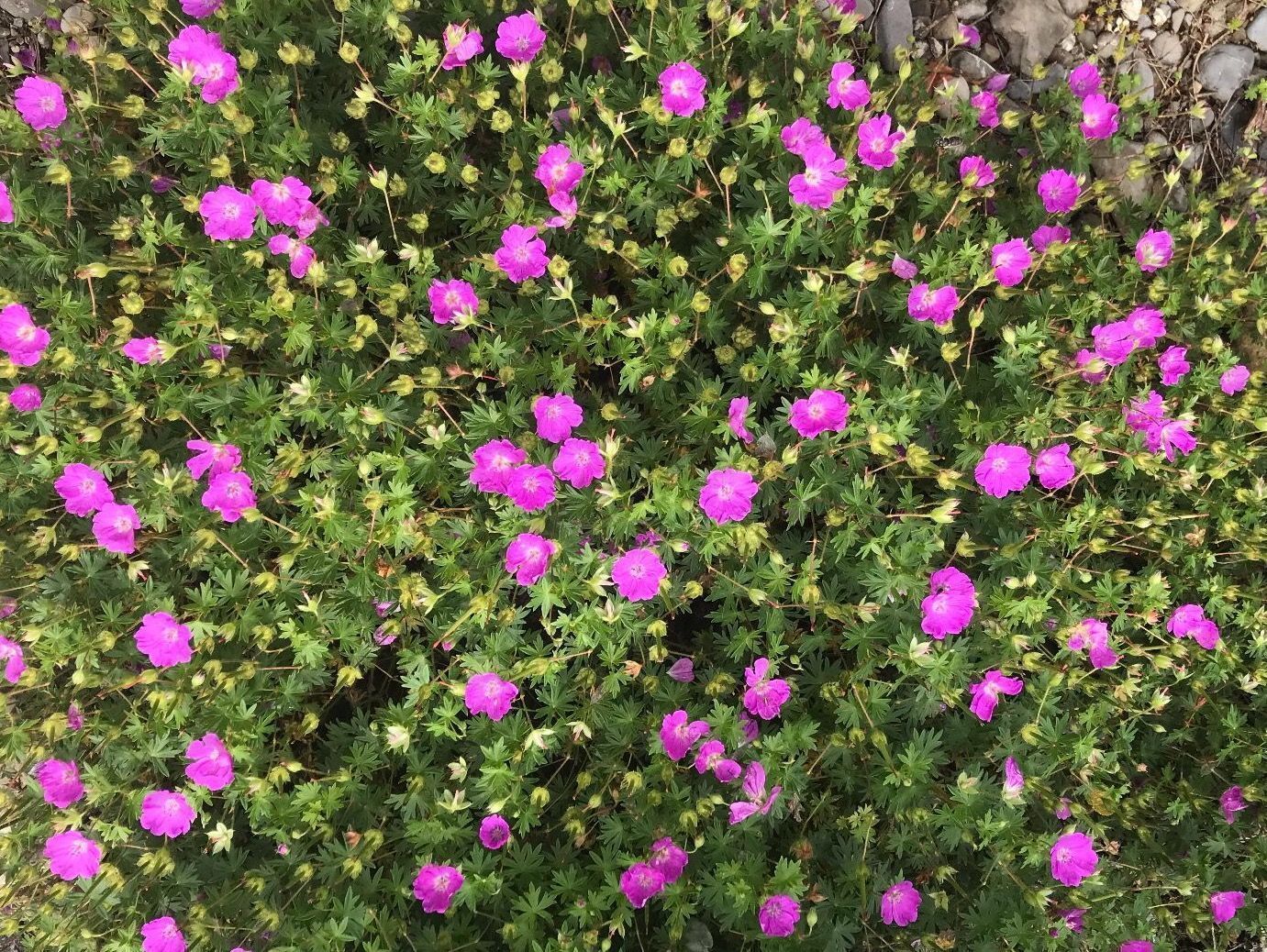 Piante & sementi: GERANIUM BOHEMICUM - STORCHSCHNABEL - PINK - BODENDECKER – Nuovo (secondo la descrizione) da Buchs AG venduto da fischli610
