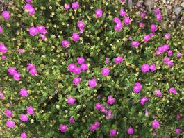 GERANIUM BOHEMICUM - STORCHSCHNABEL - PINK - BODENDECKER