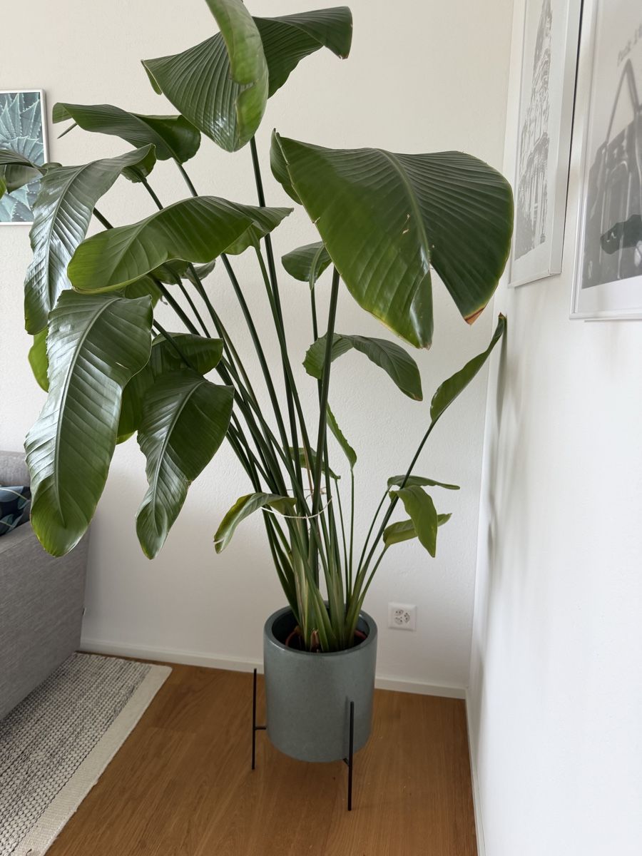 Piante & sementi: Grosse Strelitzia Zimmerpflanze ohne Übertopf – Usato da meierskappel venduto da jes_h87g 1