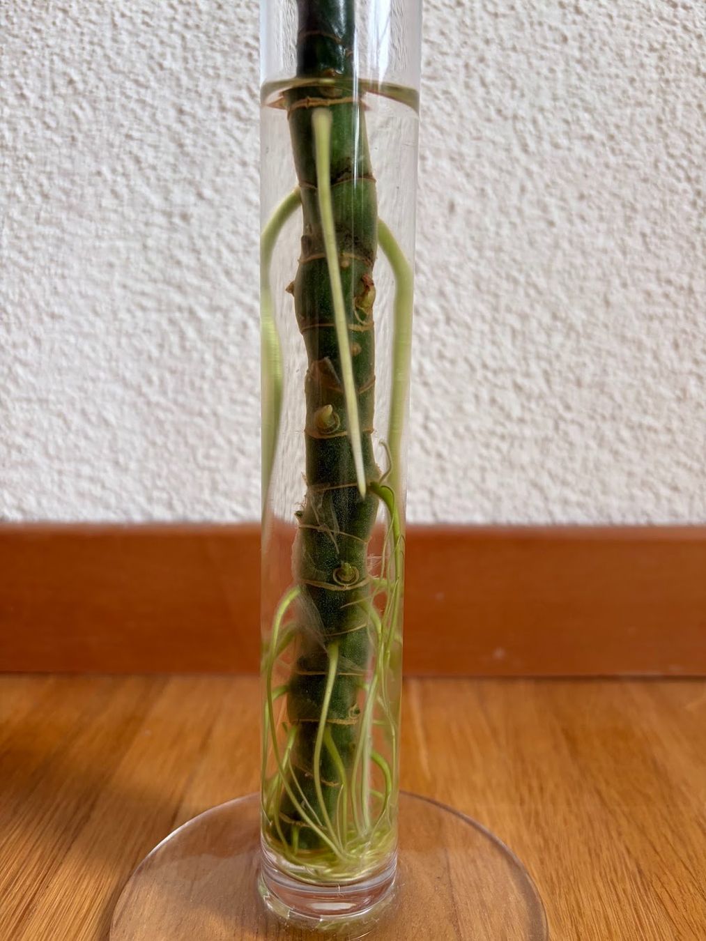 Plantes & graines: Diffenbachia – D'occasion à Baar par annasorbian 2