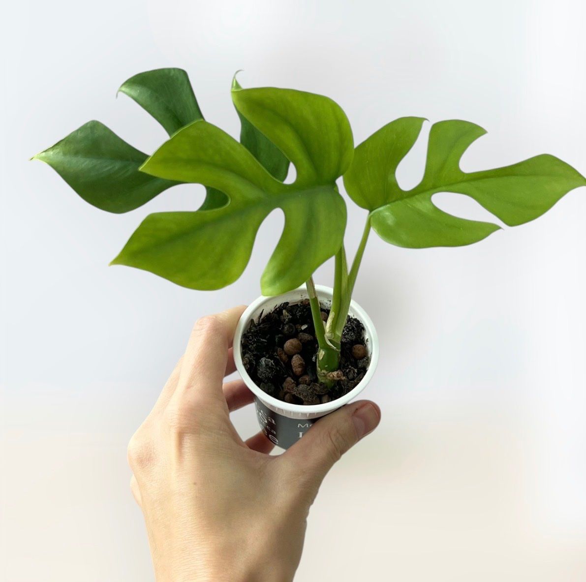 Pflanzen & Samen: Monstera minima💚 – Gebraucht aus Glattpark(Opfikon) von ste_n99y 1