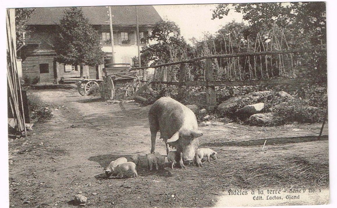 Cartoline postali: Landwirtschaft/Ferkel 1913 VD? – Usato da Wil SG venduto da Clanx