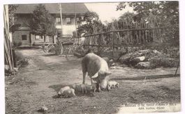 Landwirtschaft/Ferkel 1913 VD?