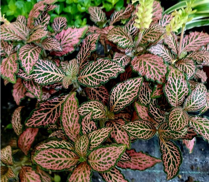 Exotische Zierpflanze FITTONIA MOSAIC PINK FOREST 20 cm 🌿 Kaufen auf