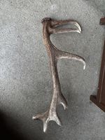 Hirschgeweih Dekoration braun beige guter Zustand