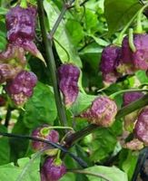 Carolina Reaper purple - Capsicum Chinense - 10 Samen