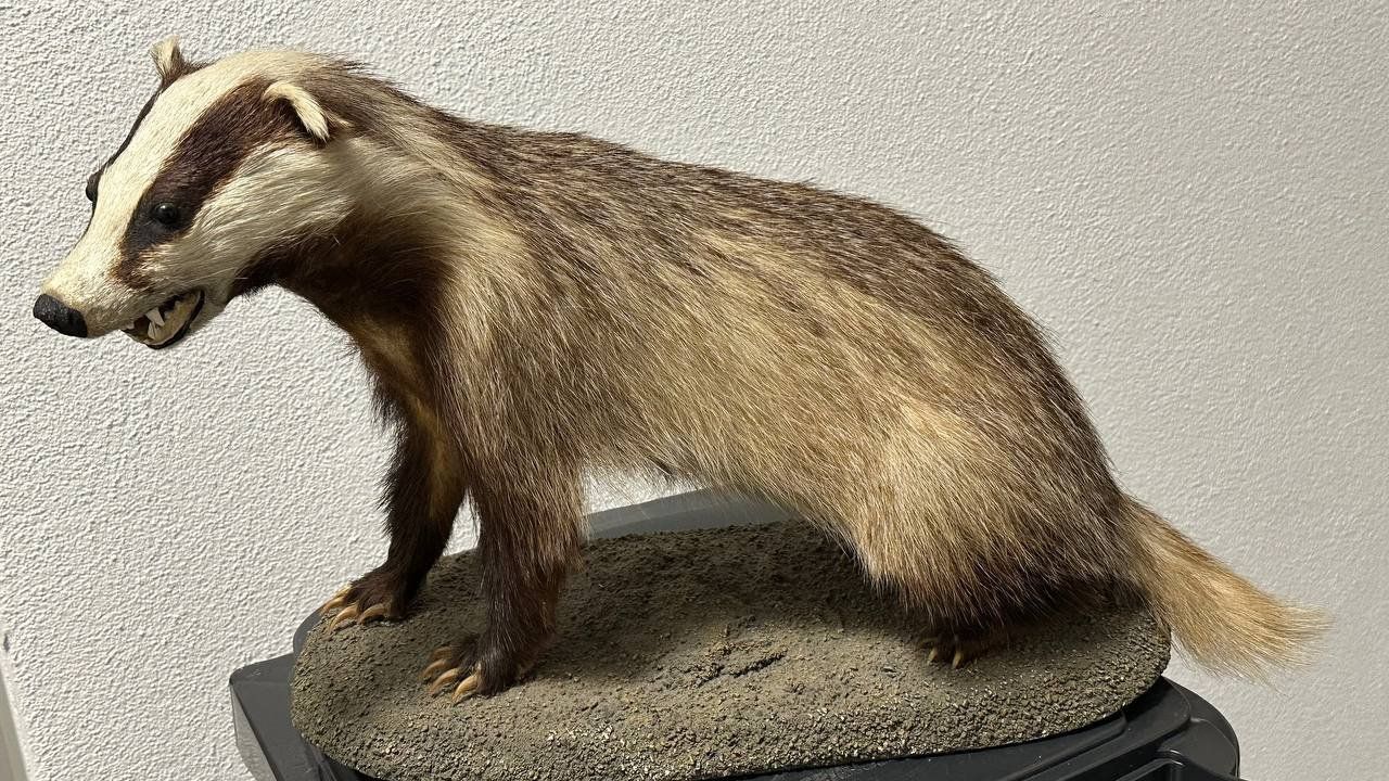 Il mondo degli animali: Ausgestopfter Dachs – Usato da Beringen venduto da Mantafisch1 2