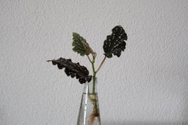Begonia Cracklin' Rosie Ableger bewurzelt