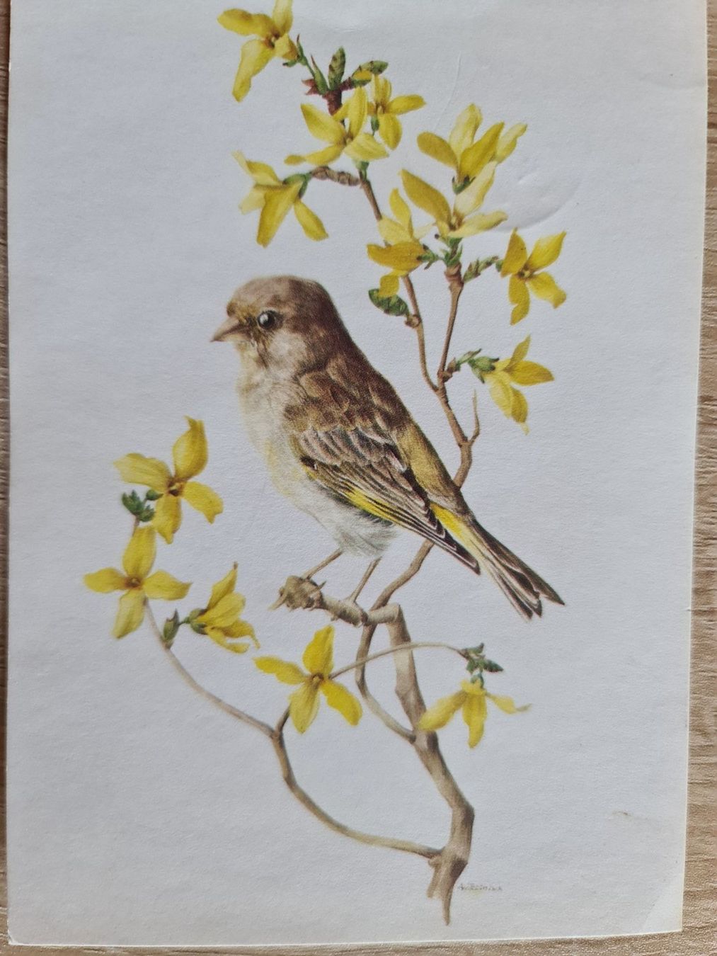 Ansichtskarten: Ansichtskarte Grünling Vogel 1968 – Gebraucht aus Dintikon von Vexi