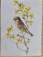 Ansichtskarte Grünling Vogel 1968