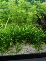 Aquarium Pflanzen 20stk mit Versand 15,70.-