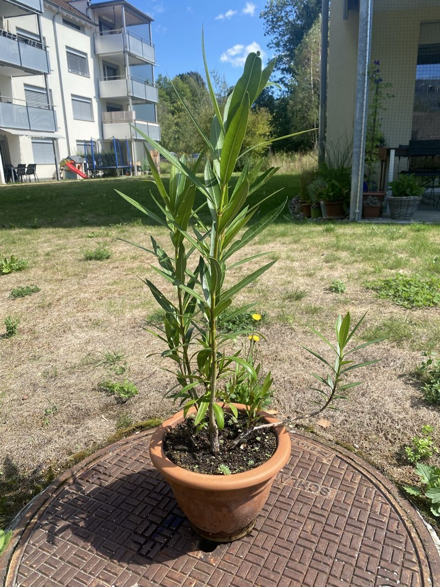 Plantes & graines: Oleander dunkelrosa – D'occasion à Alchenflüh par smart- 1