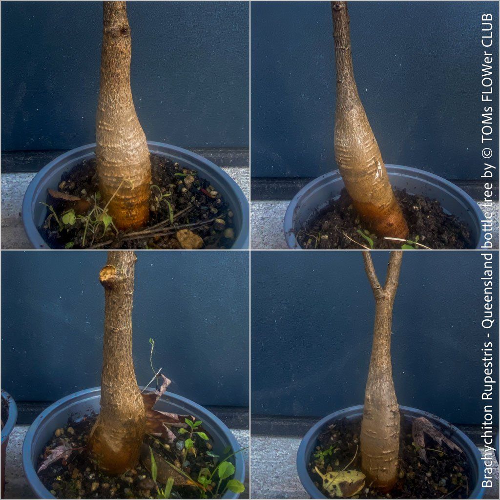 Piante & sementi: Brachychiton Rupestris - der australische Flaschenbaum – Nuovo e nell'imballaggio originale da Adliswil venduto da astom369 1