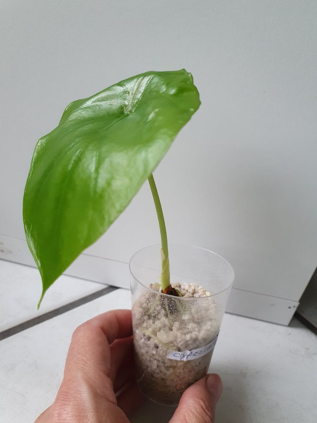 Pflanzen & Samen: Alocasia Clypeolata – Gebraucht aus Erlinsbach SO von Lea030 1